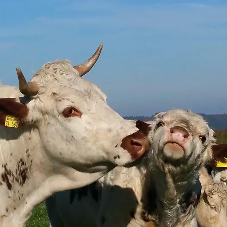 Betzemuehle 2 Bauernhof * Altenschlirf