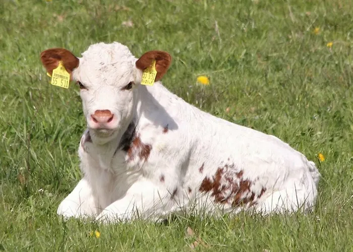 アパート Betzemuehle 2 Bauernhof