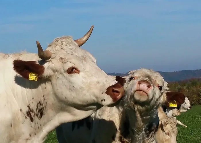 Betzemuehle 2 Bauernhof * Altenschlirf